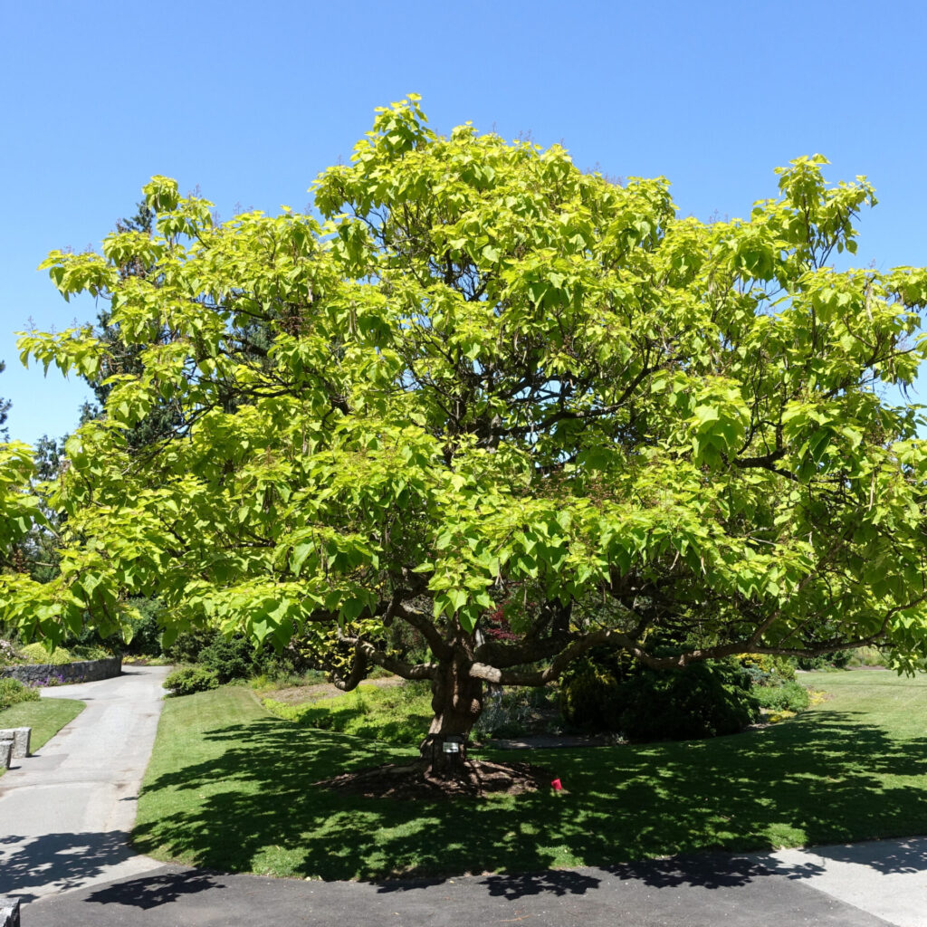 Aranylevelű szivarfa (Catalpa bignonioides ‘Aurea’)
