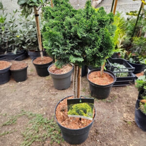 Törzses tompalevelű hamisciprus ‘Nana Aurea’ (Chamaecyparis obtusa ‘Nana Aurea’)