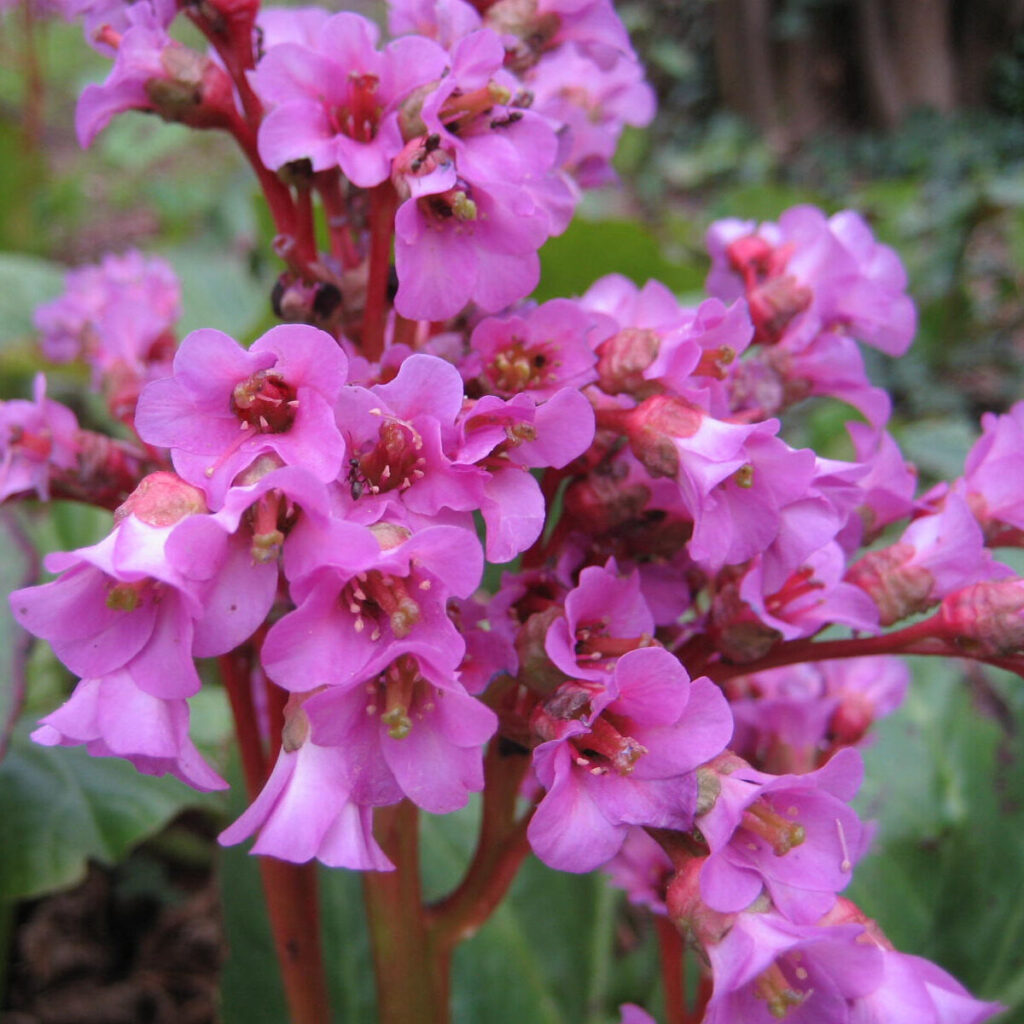 Bőrlevél (Bergenia cordifolia)