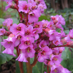 Bőrlevél (Bergenia cordifolia)