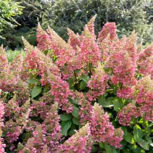 Bugás hortenzia (Hydrangea paniculata ‘Baby Lace’)