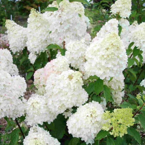 Bugás hortenzia (Hydrangea paniculata ‘Diamantino’)
