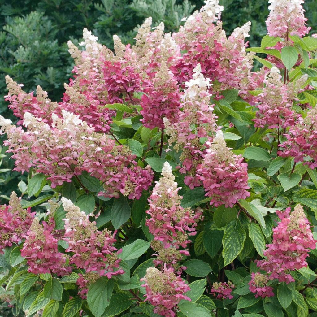 Bugás hortenzia (Hydrangea paniculata ‘Magical Candle’)