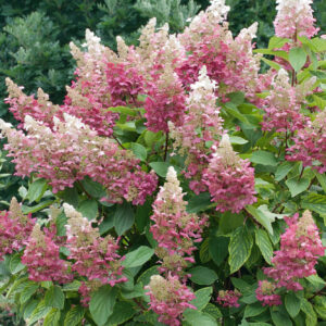 Bugás hortenzia (Hydrangea paniculata ‘Magical Candle’)