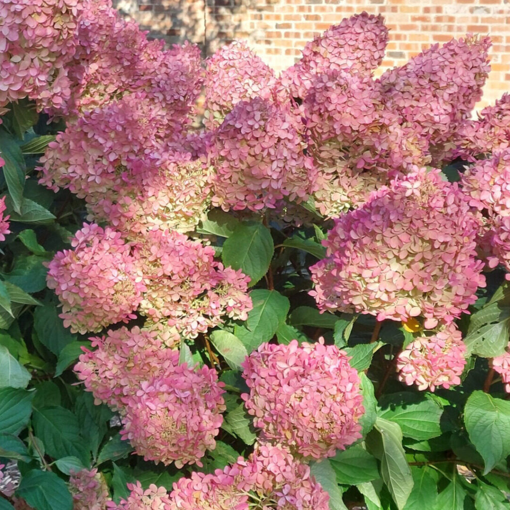 Bugás hortenzia (Hydrangea paniculata ‘Magical Summer’