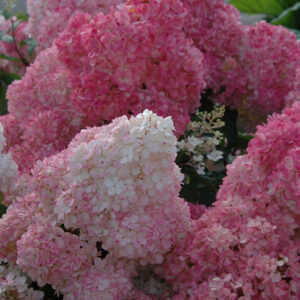 Bugás hortenzia (Hydrangea paniculata ‘Sundea Fraise’)