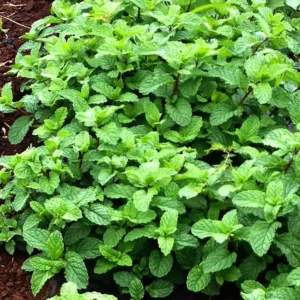 Citromfű (Melissa officinalis)
