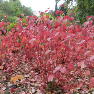 Fehér som (Cornus alba ‘Westonbirt’)