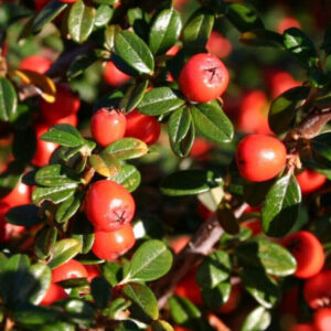 Kúszó madárbirs (Cotoneaster dammeri ‘Skogholm’)