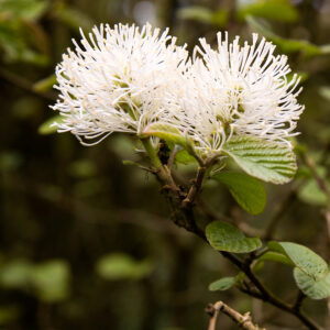 Nagy fothergilla (Fothergilla major)