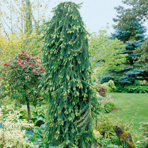Közönséges lucfenyő ‘Inversa’ (Picea abies ‘Inversa’)