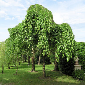 Csüngő fehér eperfa (Morus alba ‘Pendula’)