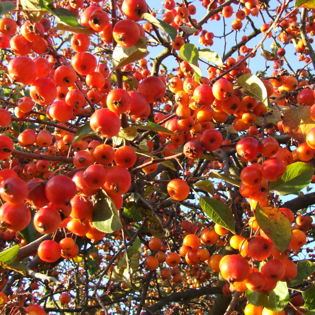MALUS ‘EVERESTE’