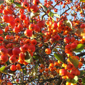 MALUS ‘EVERESTE’