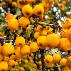 Díszalma (Malus ‘Golden Hornet’)
