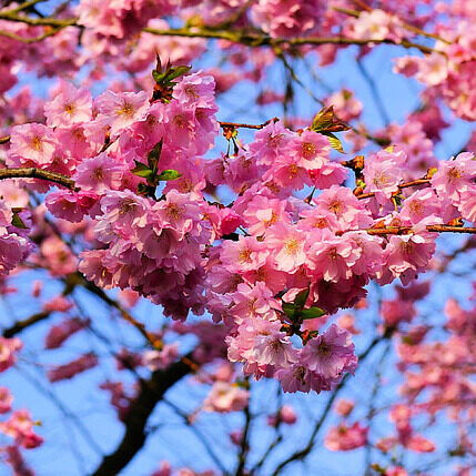 PRUNUS ‘ACCOLADE’
