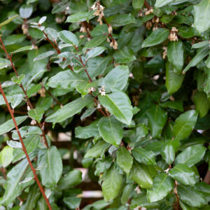 Ezüstfa (törzses) – ELAEAGNUS EBBINGEI ‘COMPACTA’