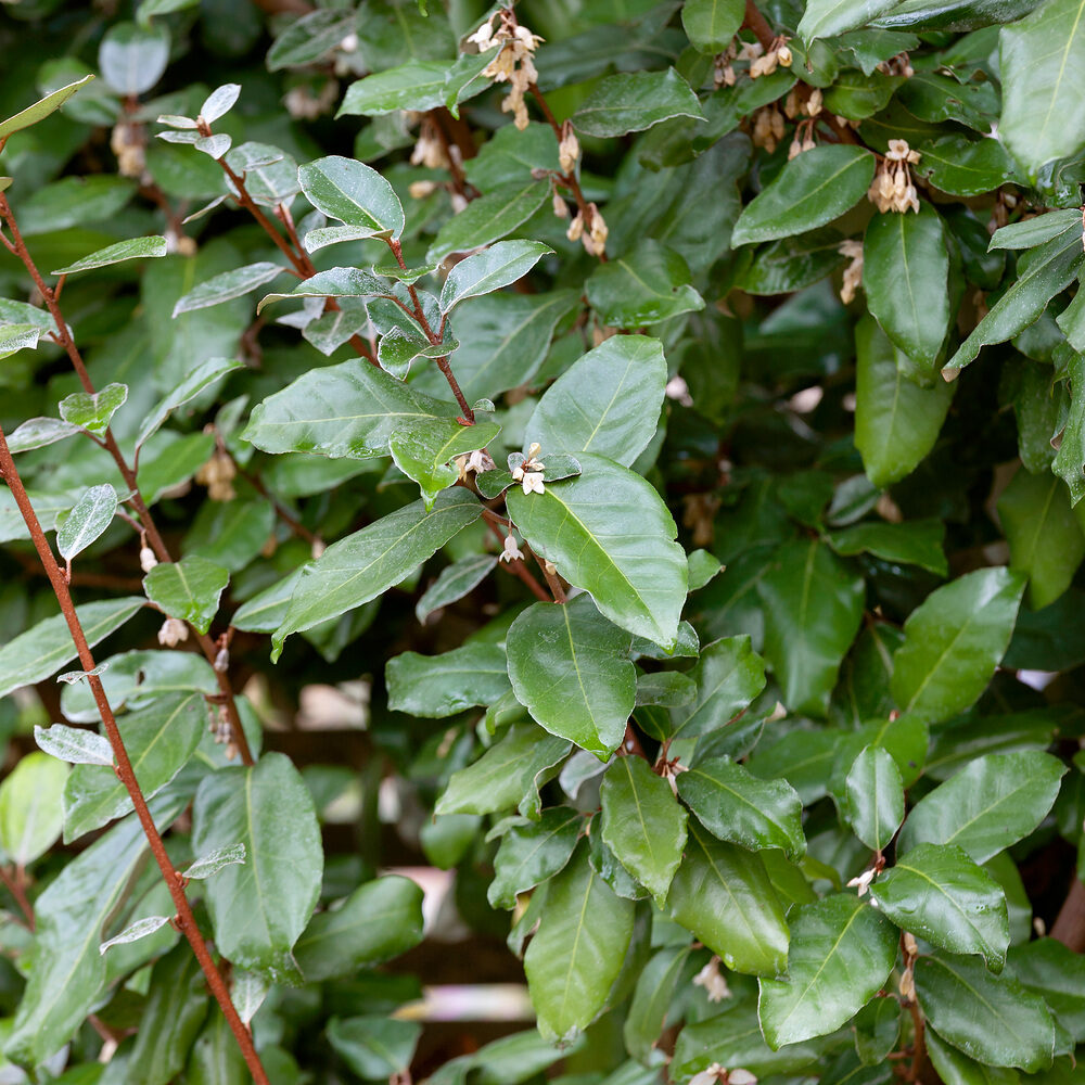 ELAEAGNUS EBBINGEI