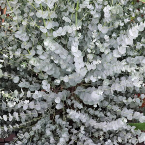 Fagyálló eukaliptusz (Eucalyptus gunnii ‘Azura’)