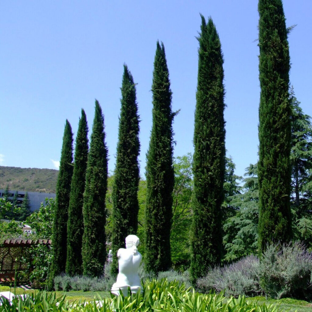 Európai ciprus (Cupressus sempervirens ‘Blue Sky’)