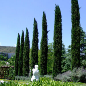 Európai ciprus (Cupressus sempervirens ‘Blue Sky’)