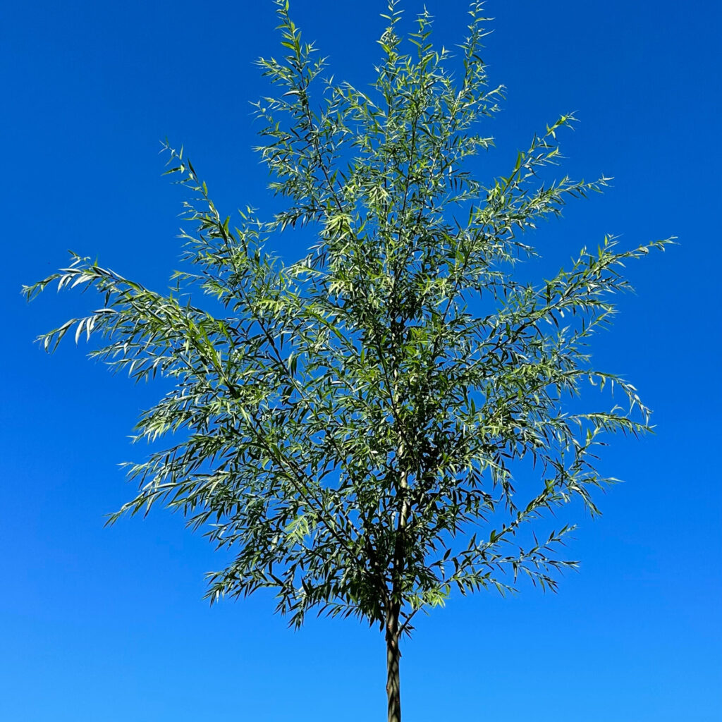Fehér fűz ‘City’ (Salix alba ‘City’)