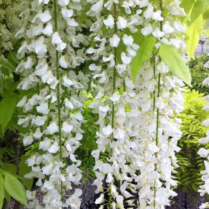 Fehér virágú lilaakác (Wisteria brachybotrys ‘Shiro Kapitan Fuji’)