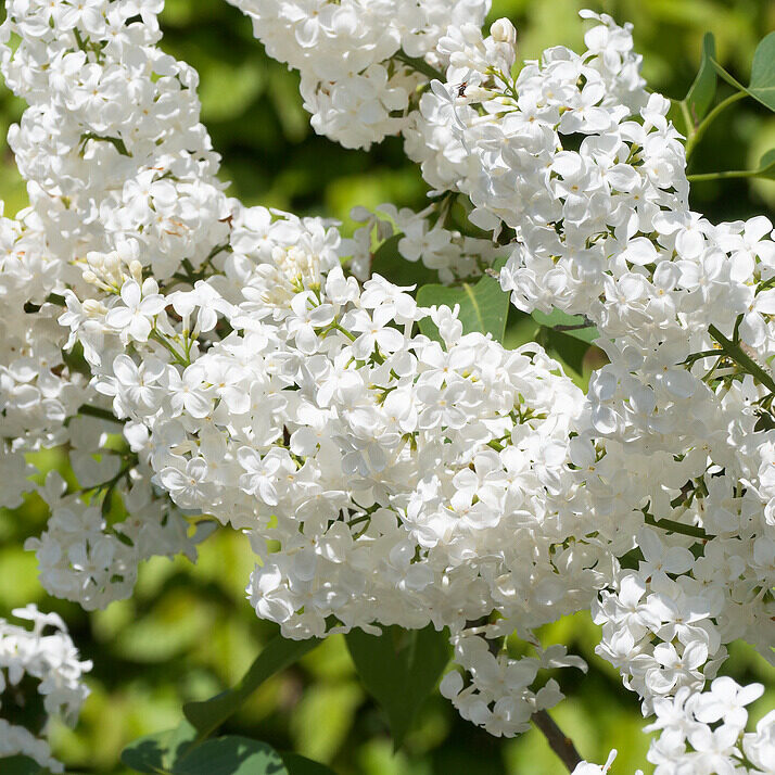 Kerti orgona (Syringa vulgaris ‘Mme Lemoine’)