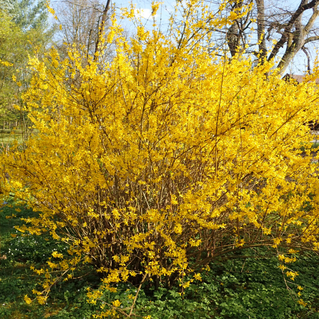Aranyvessző (Forsythia intermedia ‘Lynwood Gold’)