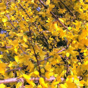 Aranyvessző (Forsythia intermedia ‘Lynwood Gold’)