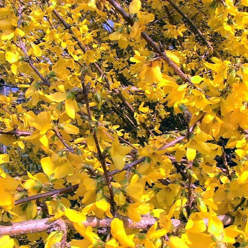 Aranyvessző (Forsythia intermedia ‘Lynwood Gold’)