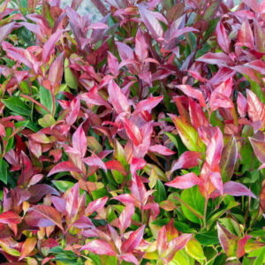 Fürtös hanga (Leucothoe ‘Zeblid’)