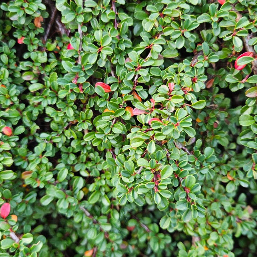 Fűzlevelű madárbirs (Cotoneaster salicifolius ‘Congestus’)