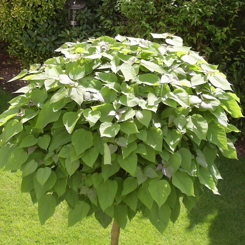Gömb szivarfa (Catalpa bignonioides ‘Nana’)
