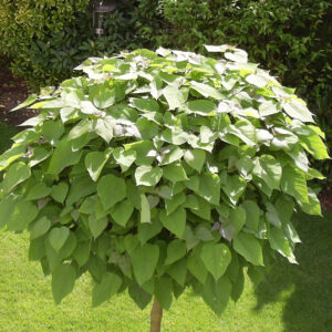 Gömb szivarfa (Catalpa bignonioides ‘Nana’)