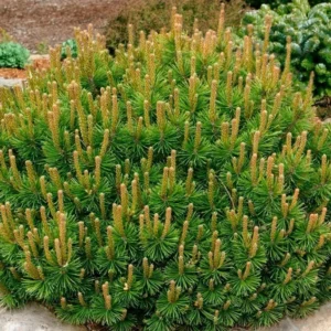 Havasi törpefenyő (Pinus mugo ‘Mughus’)