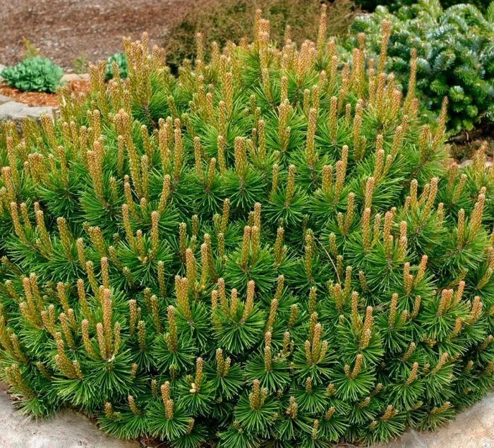 Havasi törpefenyő (Pinus mugo ‘Mughus’)