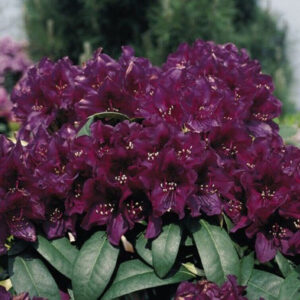 Havasszépe (Rhododendron ‘Polarnacht’) (sötétlila)