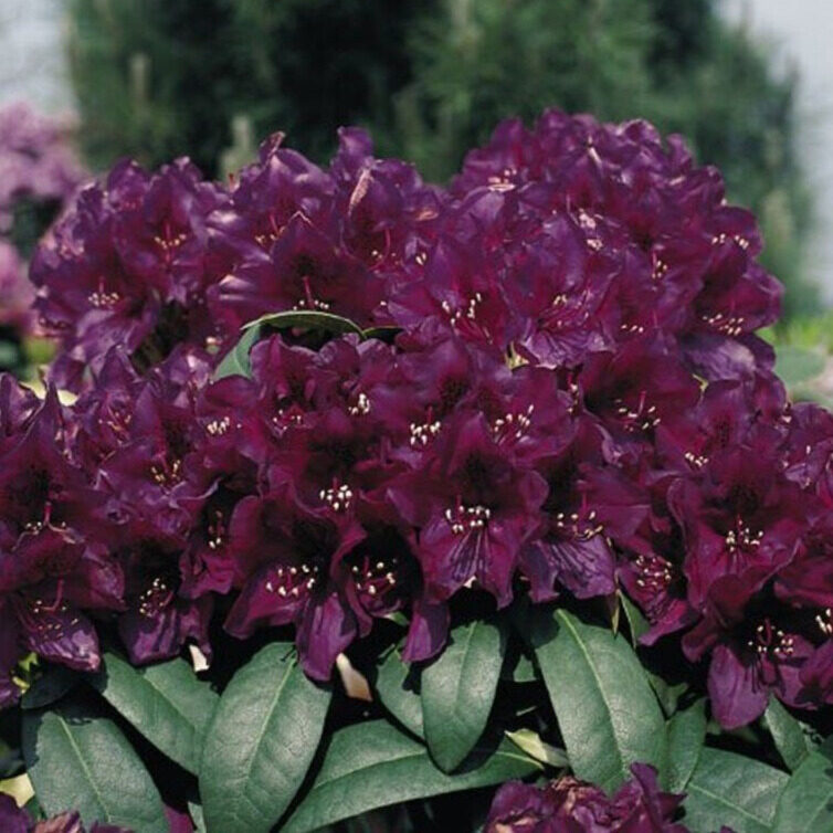 Havasszépe (Rhododendron ‘Polarnacht’) (sötétlila)