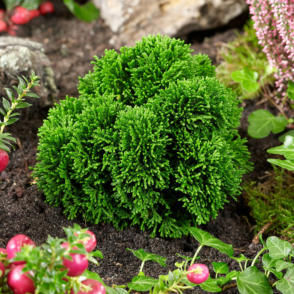 Japán hamisciprus (Chamaecyparis obtusa ‘Juniperoides’)