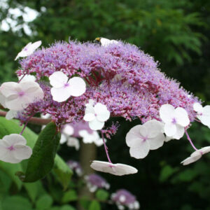 Bársonylevelű hortenzia (Hydrangea aspera ‘Sargentiana’)