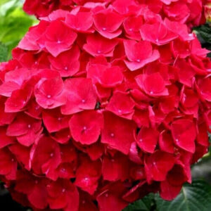 Kerti hortenzia (Hydrangea macrophylla ‘Kardinal’)
