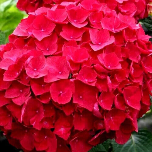 Kerti hortenzia (Hydrangea macrophylla ‘Kardinal’)
