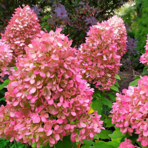 Kerti hortenzia (Hydrangea paniculata ‘Mojito’)