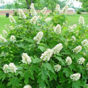 Tölgylevelű hortenzia (Hydrangea quercifolia ‘Alice’)