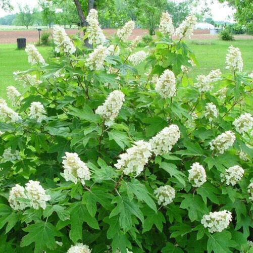 Tölgylevelű hortenzia (Hydrangea quercifolia ‘Alice’)