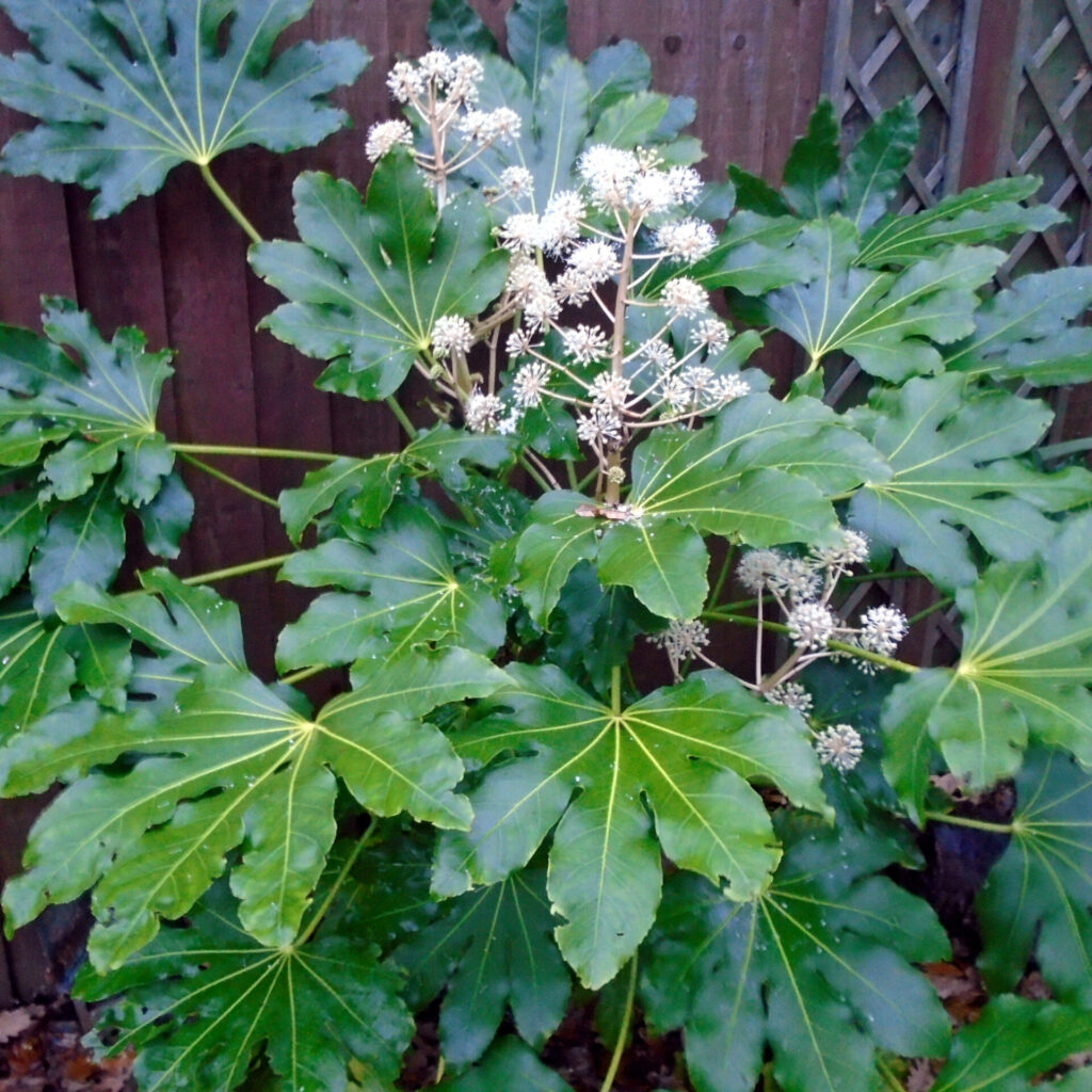 Japán arália (Fatsia japonica)