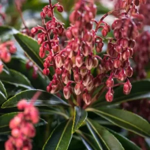 Japán babérhanga ‘Cupido’ (Pieris japonica ‘Cupido’)