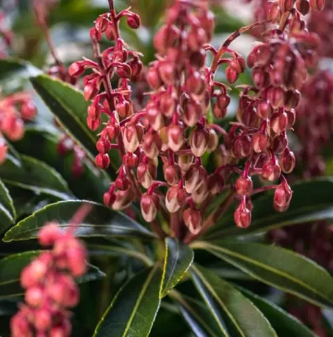 Japán babérhanga ‘Cupido’ (Pieris japonica ‘Cupido’)