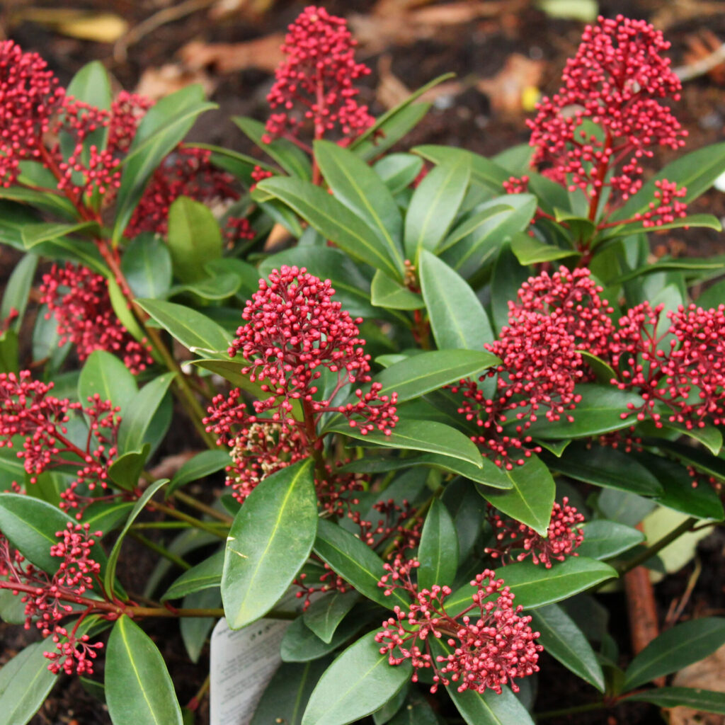Japán dérbabér ‘Rubesta’ (Skimmia japonica ‘Rubesta’)